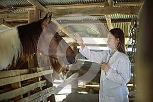 Portrait smiling female veterinarian stroking black horse in stable