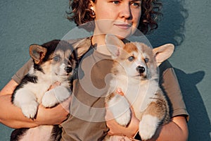 Portrait of smiling middle-aged woman standing on blue background, holding two cute puppies of dog welsh pembroke corgi.