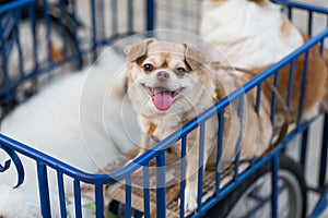 Portrait of smiling pug dog with other friends in the bicycle cart