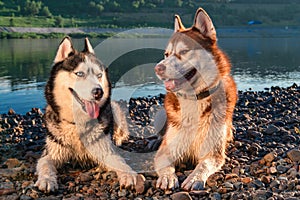 Portrait smiling siberian huskies dogs. Two cute happy husky dogs evening portrait on the background of the summer river.