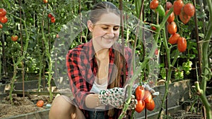 Portrait of smiling woman gardener posing with harvest or ripe red tomatoes at garden. Concept of gardening, domestic