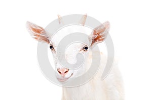 Portrait of a smiling young goat