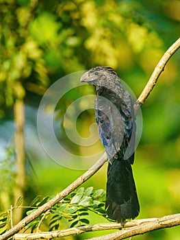 Portrait of Smooth-billed Ani (Crotophaga ani) perched on a tree branch, taken in  Costa Rica