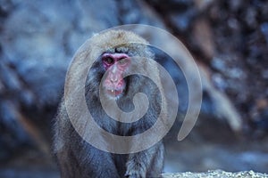 Portrait of Smow monkey in the Jigokudani Park, Japan