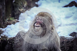 Portrait of Smow monkey in the Jigokudani Park, Japan