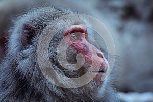 Portrait of Smow monkey in the Jigokudani Park, Japan