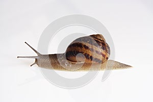 Portrait of snail