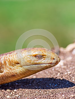 Portrait of a snake on earth background