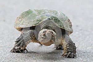 Portrait of a snapping turtle