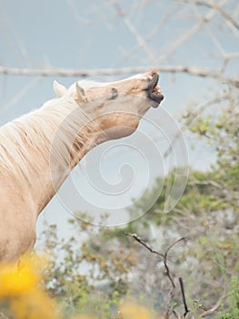 portrait of sniffeling palomino stallion. Half-wild horse. liberty, Israel