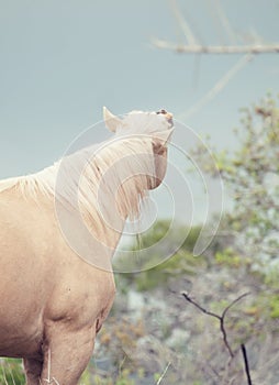 portrait of sniffeling palomino stallion. Half-wild horse. liberty, Israel