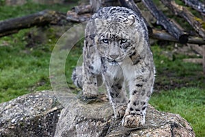 Portrait of a snow leopard in the meadow