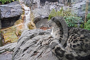 Portrait of a snow leopard, Panthera uncia looking at a waterfall from a rock
