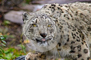 Portrait of a snow leopard, Uncia uncia. beautiful portrait showing the majestic animal.