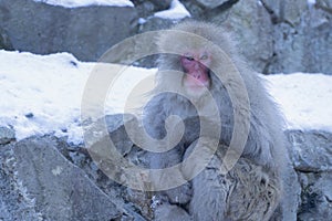 Portrait of Snow monkey in the hot water spring