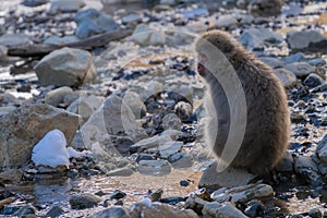 Portrait of Snow monkey in the hot water spring