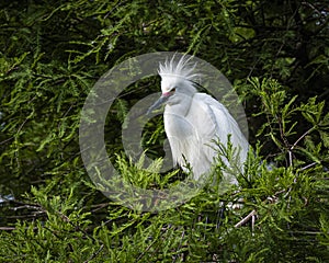 Portrait of a Snowy Egret in a Cypress Tree