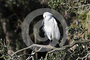Portrait of a Snowy Egret on a Mangrove Branch