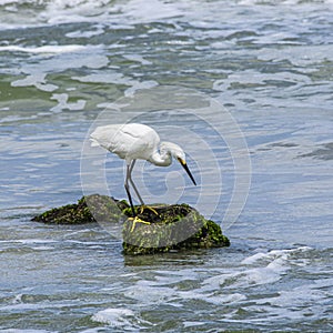 Portrait of a Snowy Egret on Seaweed and Coquina