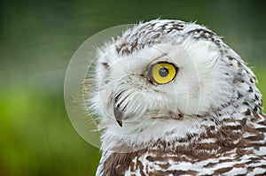 Portrait of a Snowy Owl Bubo Scandiacus