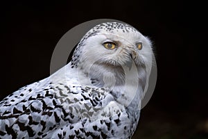 Portrait of a Snowy Owl