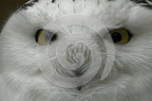 Portrait of a Snowy Owl Bubo scandiacus is a large owl