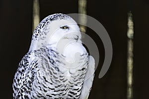 Portrait of snowy owl on dark blurred background
