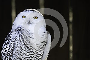 Portrait of snowy owl looking in camera on dark blurred background