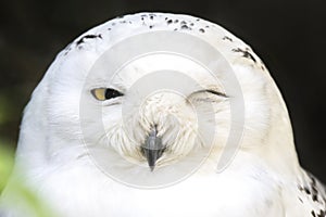 Portrait of a snowy owl winking