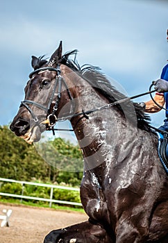 Portrait of a soared black Mare during training on the background of colorful jumping obstacles, yellow sand and green forest.