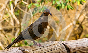Portrait of a socorro dove, Extinct in the wild, tropical pigeon that used to live on socorro island, Mexico photo