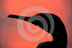 Portrait of a Socotra cormorant with dramatic hue