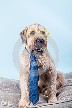 Portrait of Soft-coated Wheaten Terrier dog in blue tie and yellow glasses sitting on a pillow
