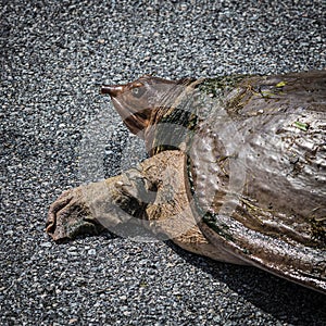 Portrait of a Soft Shell Turtle in the Road