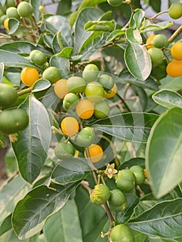 Portrait of Solanum diphyllum