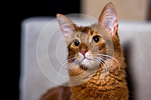 Portrait of a Somali cat