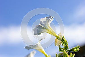A portrait of some angel& x27;s trumpet flowers with a blue sky with some white clouds behind them