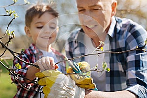 Portrait of son and father pruning fruit trees