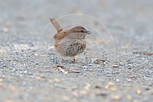 Portrait of a song sparrow