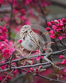 Portrait of a Song Sparrow in a crab apple tree in full spring bloom