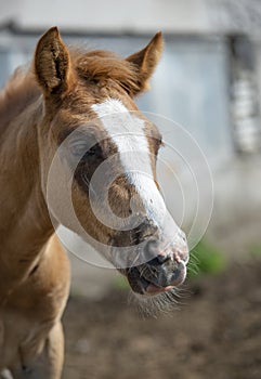 Portrait of  sorrel foal of sportive breed near stable. close up. cloudy day