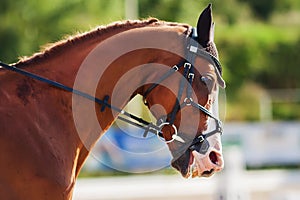 Portrait of a sorrel frightened racehorse on a Sunny day at a sporting event