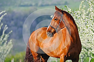 Portrait of sorrel horse in blossoming spring garden