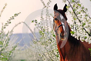 Portrait of sorrel horse in blossoming spring garden