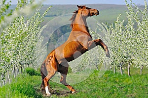 Portrait of sorrel horse rearing in blossoming spring garden photo