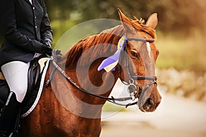 Portrait of a sorrel horse with a rider in the saddle, who received a prize in the form of a purple rosette for winning the