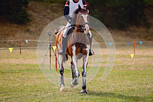 Sorrel horse waiting start of eventing competition photo