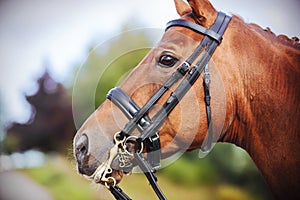 Portrait of a sorrel horses in the muzzle which is wearing a bridle with leather straps and gold snaffle on a summertime.