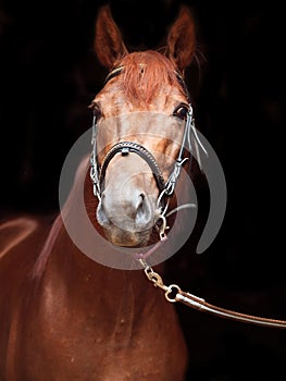 Portrait of sorrel Trakehner stallion on black background