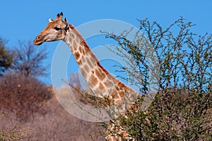 Portrait of South African Giraffe Giraffa camelopardalis Giraffe